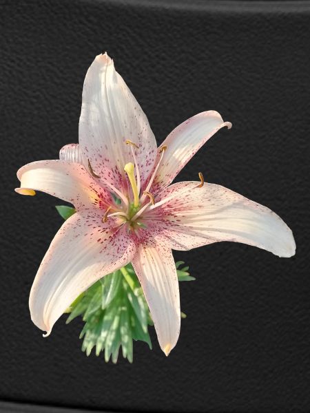 LYS ROSE