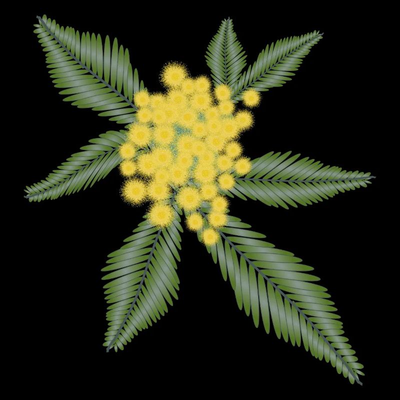 Silver Acacia with its yellow flowers Pompoms