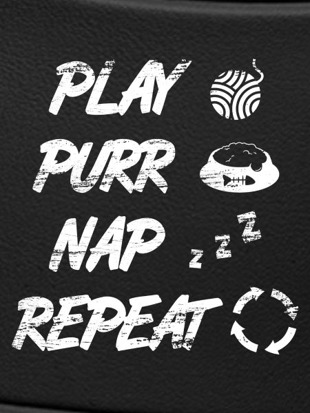 Cat Daily Routine