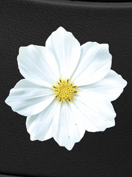 Blume