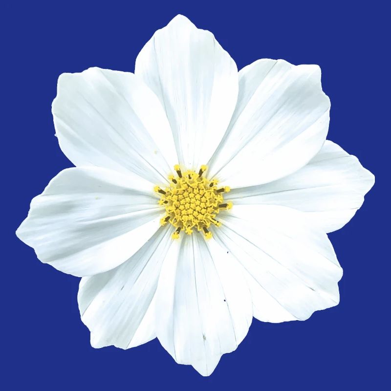 Blume