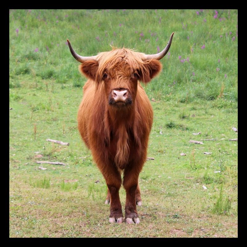 Highland cattle Cow Cows Cattle Farmer Farmers