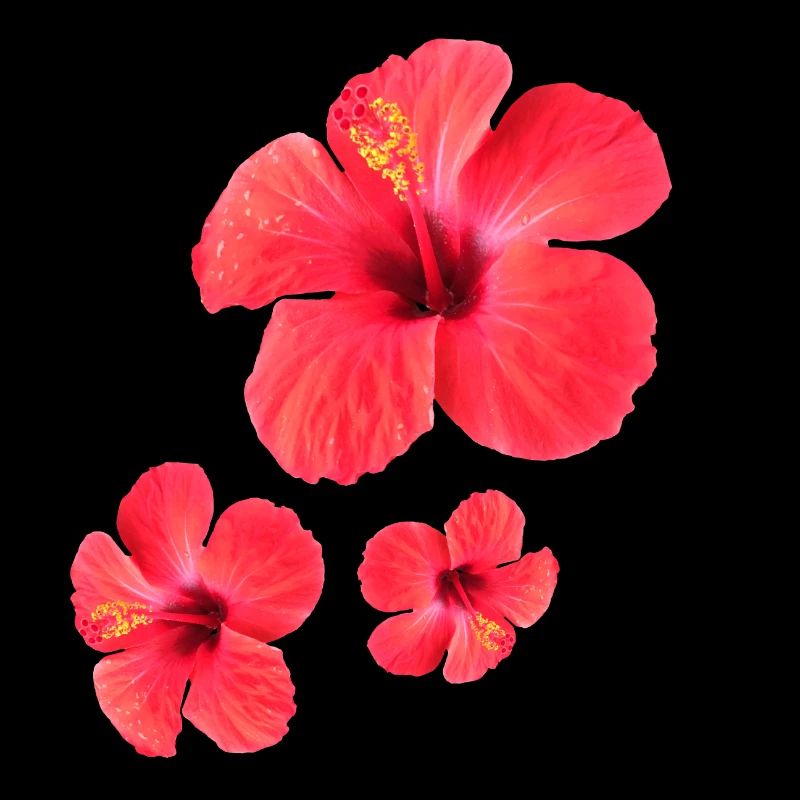 Red Hibiscus Blossoms Triple