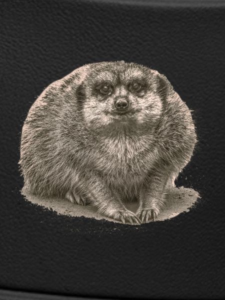 Erdmännchen sitzt im Sand