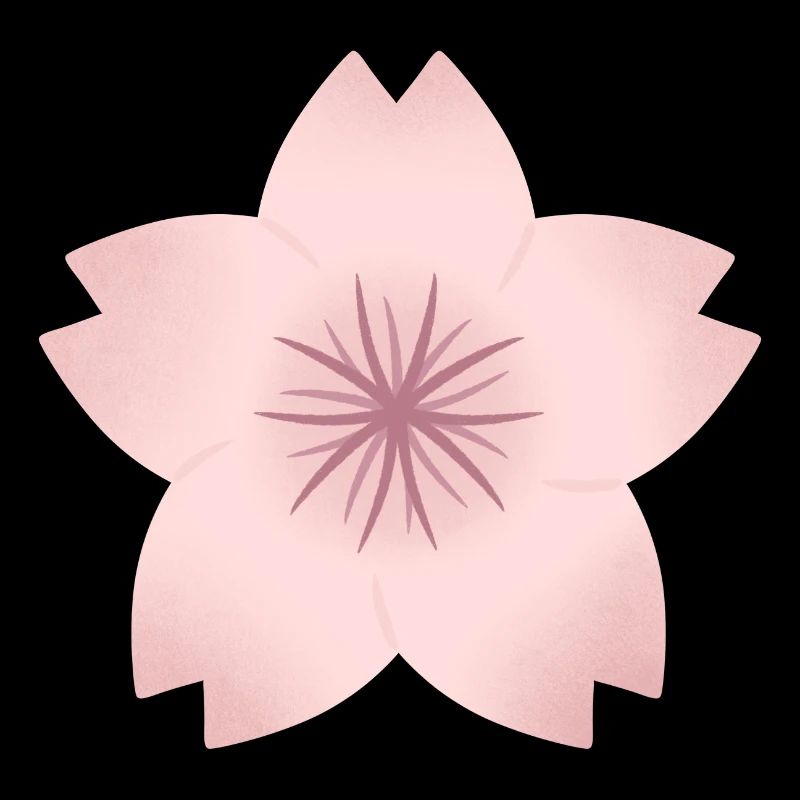Blush Cherry Bloom
