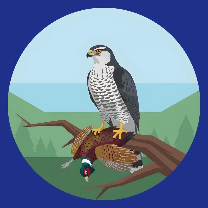 Goshawk with pheasant