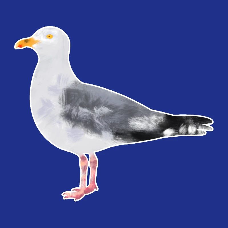 Herring Gull.1