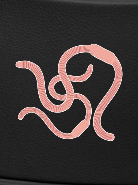 Earthworms Comic Animals