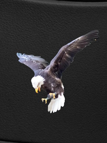 Eagle in a swoop