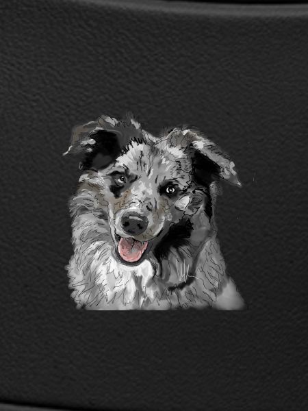 Australian Shepherd
