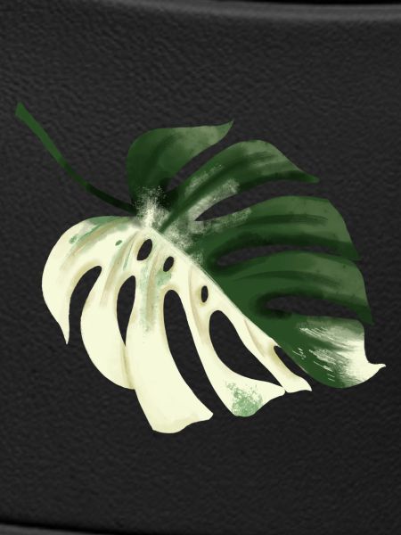 Conception premium Monstera
