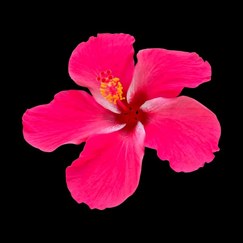 Realistic Hibiscus Flower Red Pink Summer