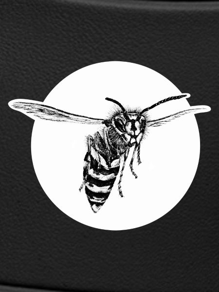 Wasp - Bee - Insect