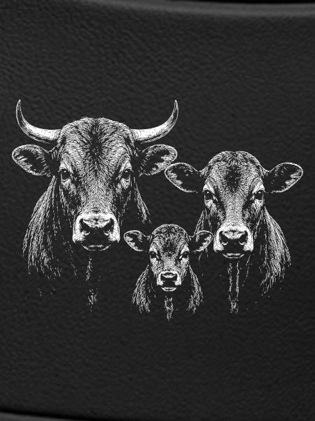 cattle