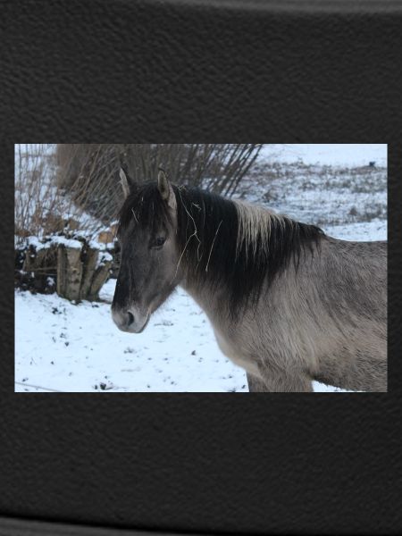 Pferd Pferdeposter