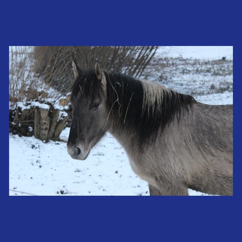 Affiche Cheval Cheval