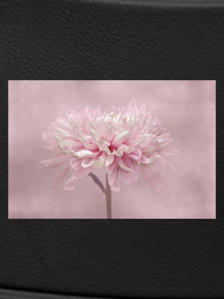 Chrysanthème