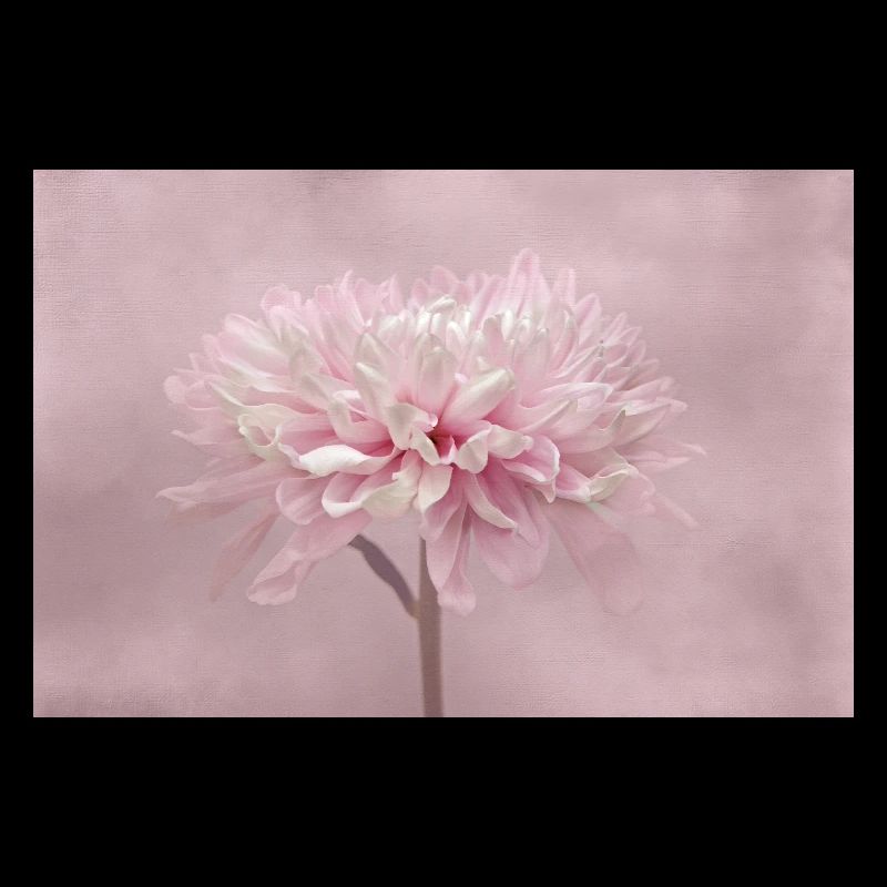 Chrysanthème