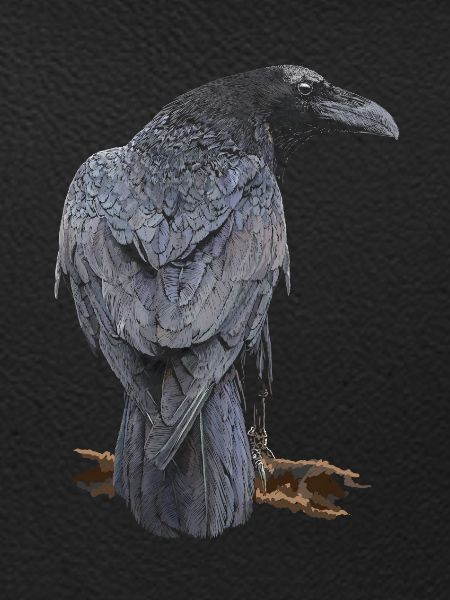Crow