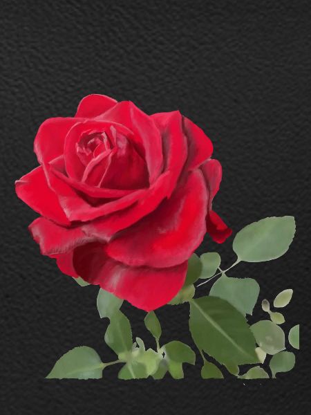 Rote Rose