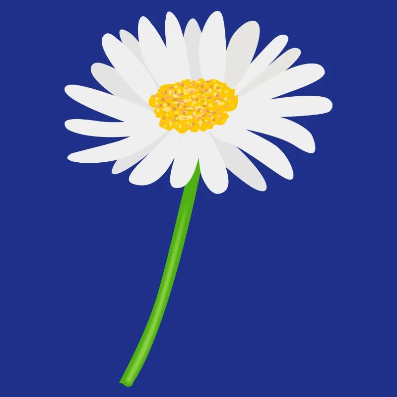 Flower daisy with stem