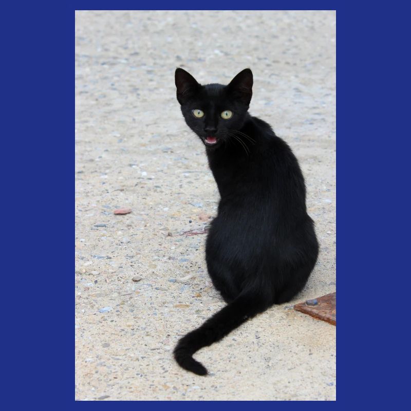 Chat noir