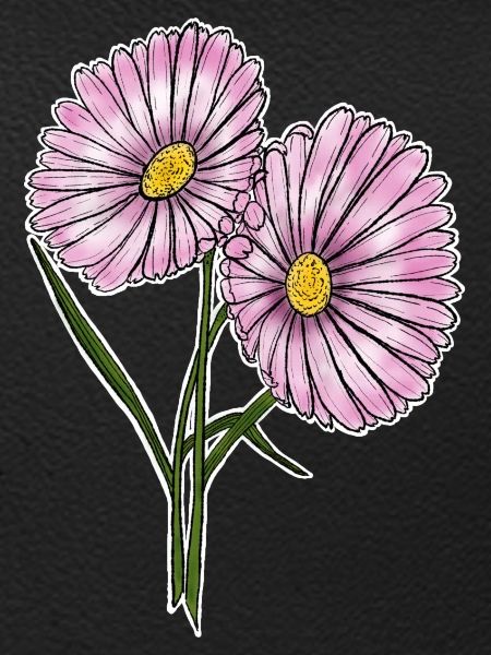 Daisy