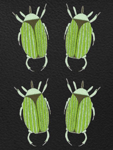 insecte vert