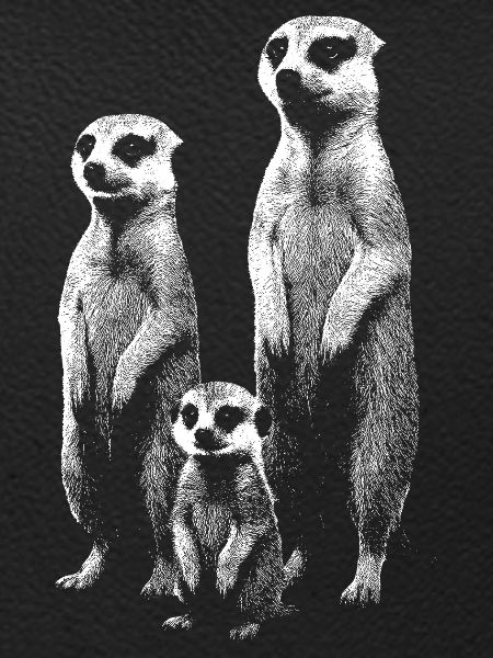 Erdmännchen hell