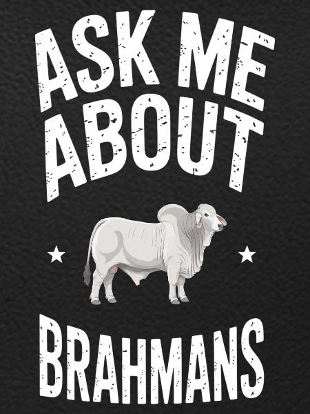 Brahman Cattle Cows Gift
