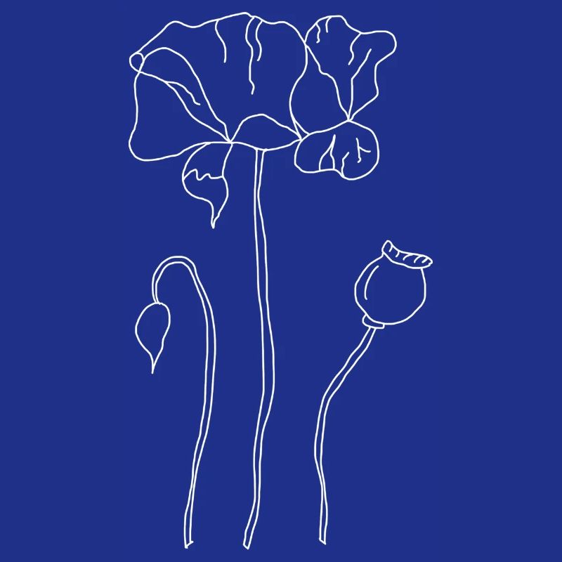 Mohnblume