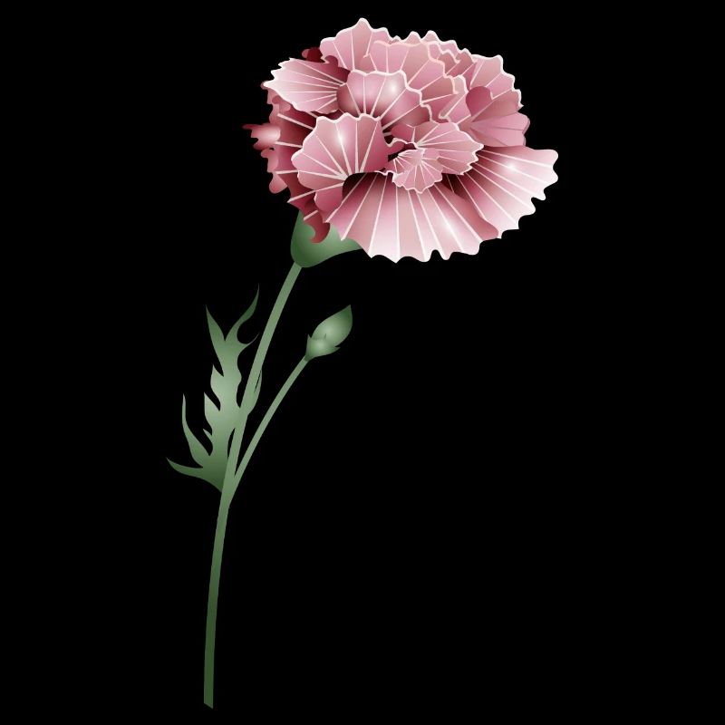fascinating pink carnation with flower stem