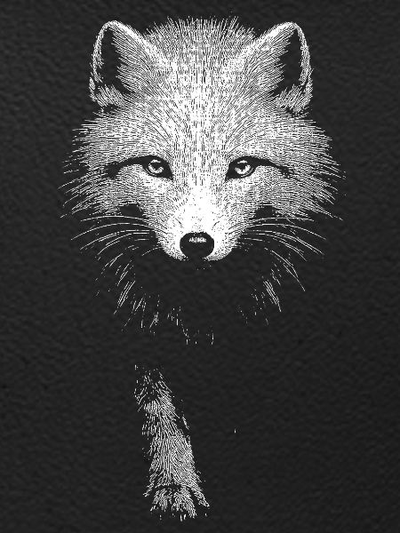Arctic fox