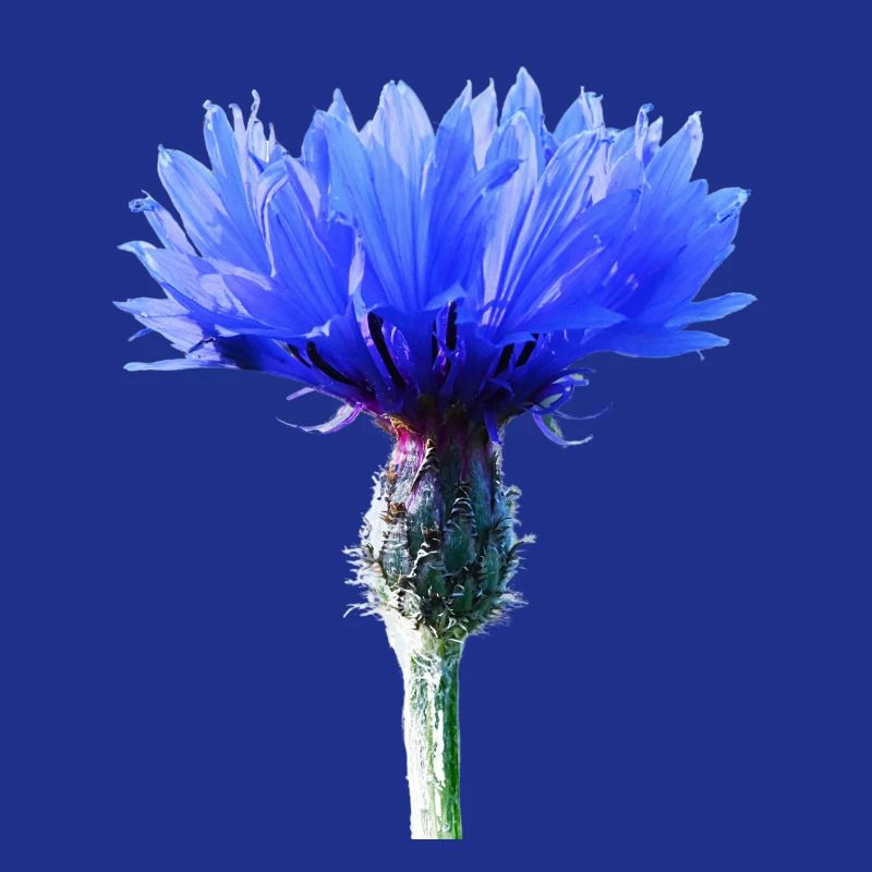 Cornflower