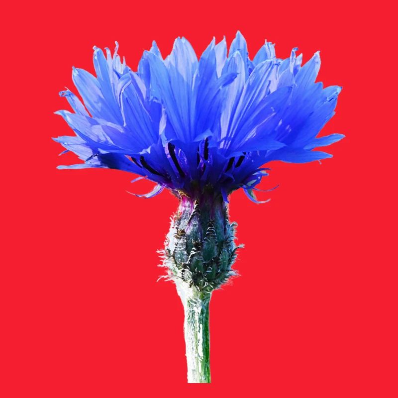 Cornflower
