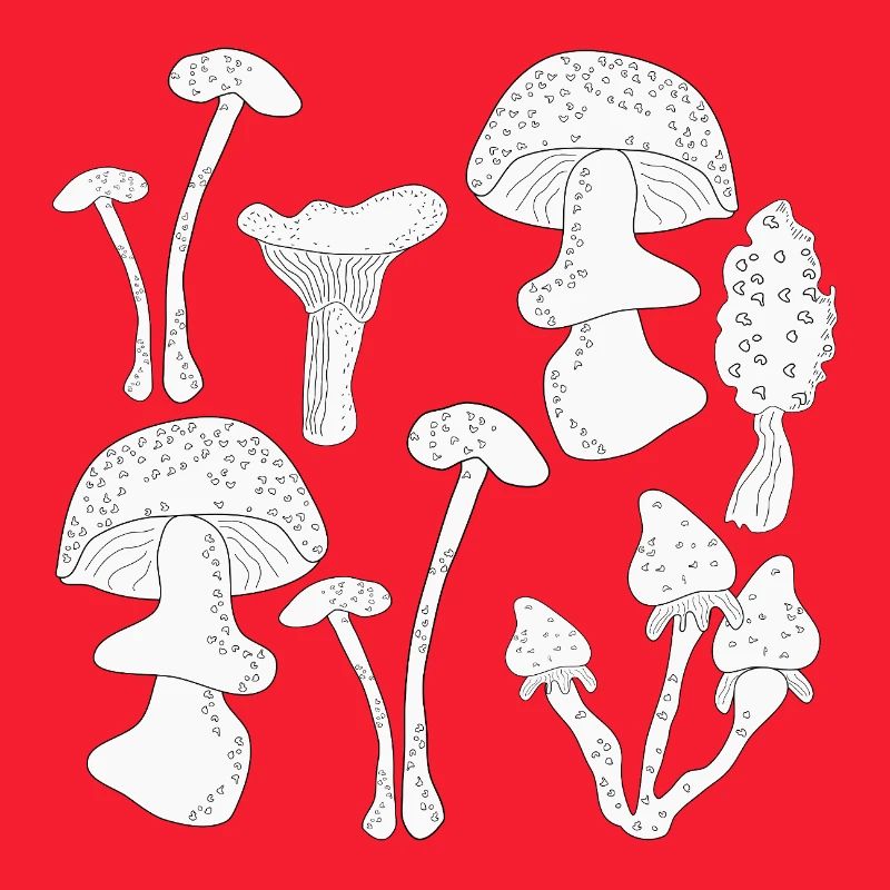 Pilze Sammeln Herbst