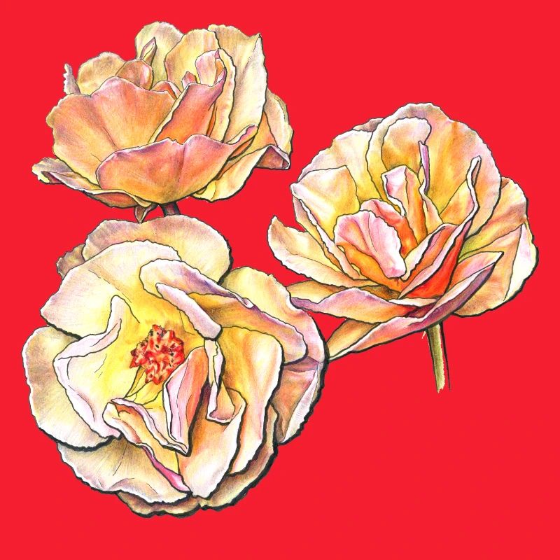 Trois fleurs de rose jaune rose dessin au crayon de couleur