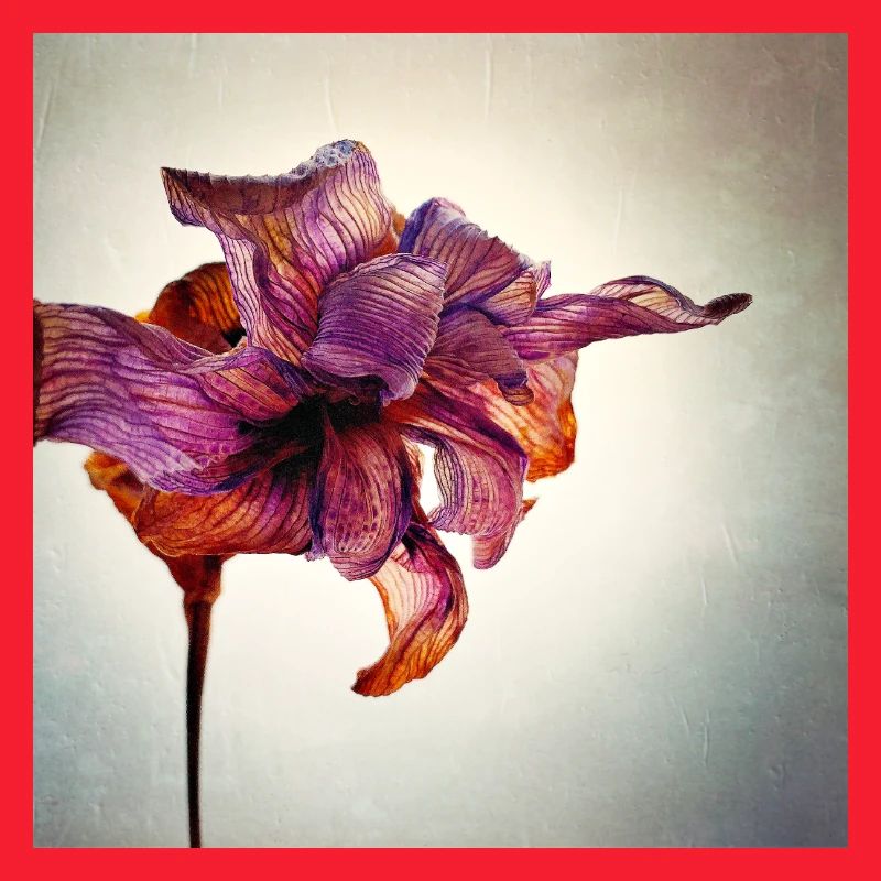 Fleur fanée