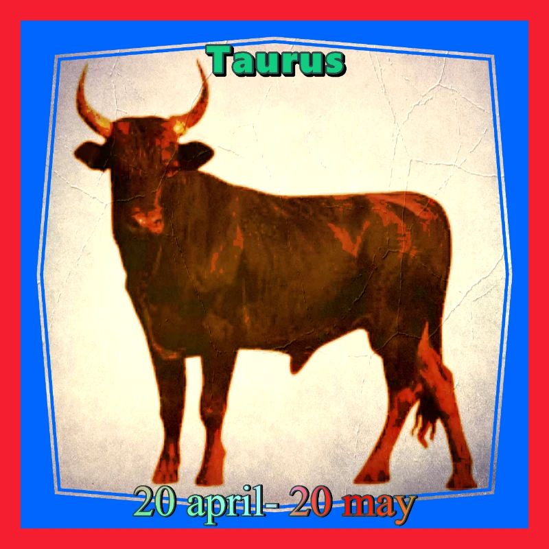Stier