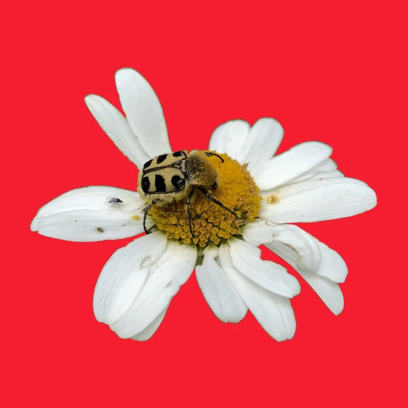 Bee chafer