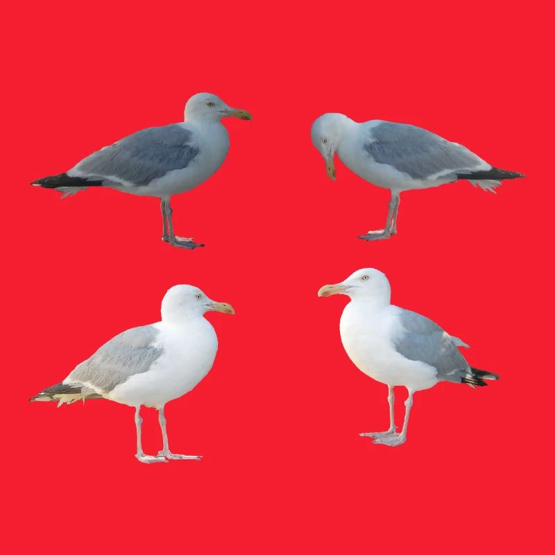 Seagulls