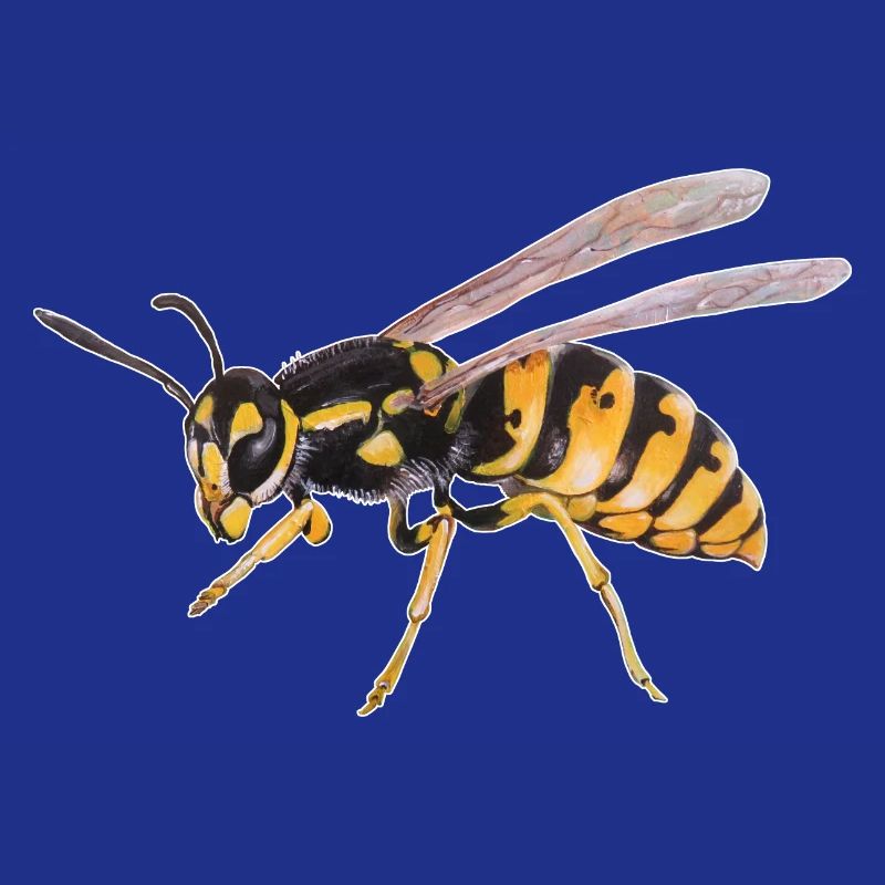 Wasp