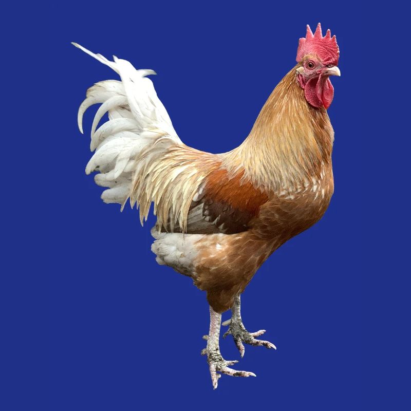 Rooster