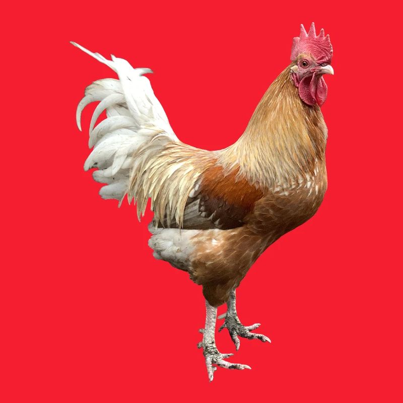 Coq