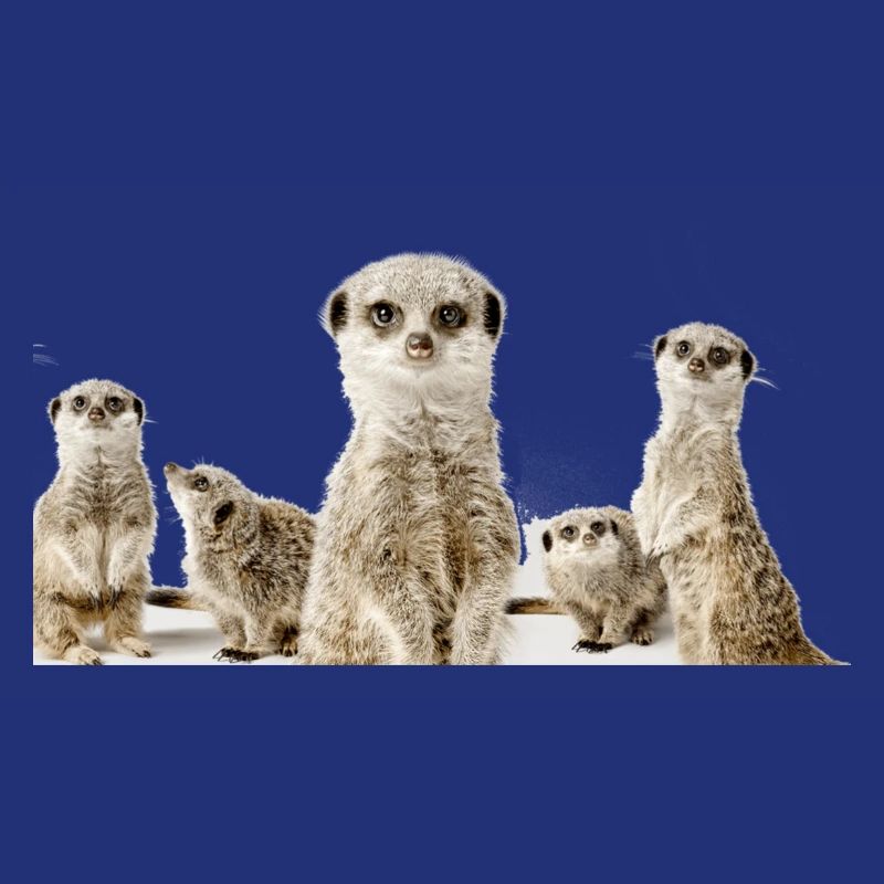 Erdhörnchen