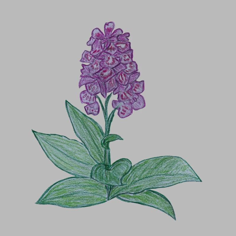 orchidée danoise