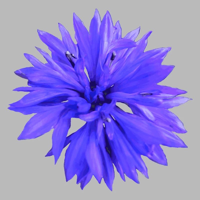 Cornflower