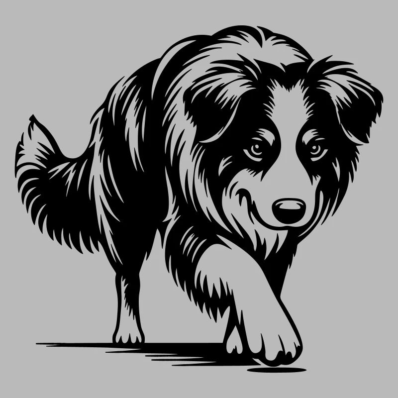 Australian Shepherd