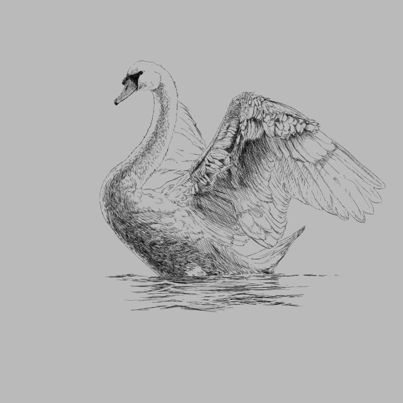 Schwan