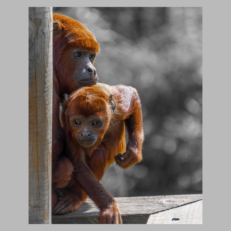 Howler Monkeys